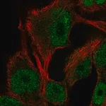 Merck Anti-ITPKB antibody produced in rabbit