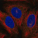 Merck Anti-PRKCQ antibody produced in rabbit