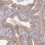 Merck Anti-SCARF1 antibody produced in rabbit