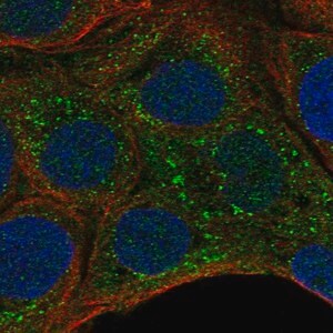 Merck Anti-MPIG6B antibody produced in rabbit