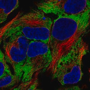 Merck Anti-NACA antibody produced in rabbit