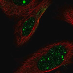 Merck Anti-FLI1 antibody produced in rabbit
