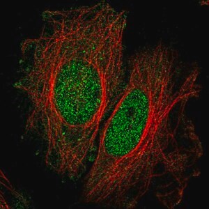 Merck Anti-SPATA33 antibody produced in rabbit