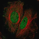 Merck Anti-SPATA33 antibody produced in rabbit