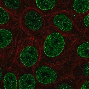 Merck Anti-SNAPC4 antibody produced in rabbit
