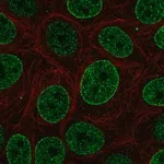 Merck Anti-SNAPC4 antibody produced in rabbit