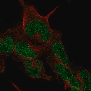 Merck Anti-CMTM8 antibody produced in rabbit
