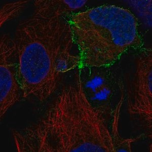 Merck Anti-KIT antibody produced in rabbit