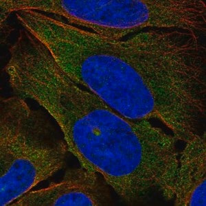 Merck Anti-TEK antibody produced in rabbit