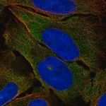 Merck Anti-TEK antibody produced in rabbit