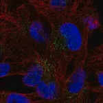 Merck Anti-FAM78B antibody produced in rabbit