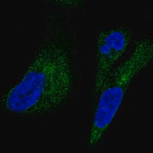 Merck Anti-UFD1L antibody produced in rabbit