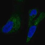 Merck Anti-UFD1L antibody produced in rabbit