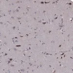 Merck Anti-PCDHA4 antibody produced in rabbit