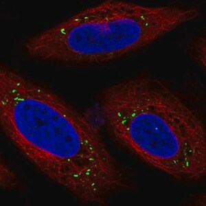 Merck Anti-MFSD14A antibody produced in rabbit