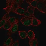 Merck Anti-SOX18 antibody produced in rabbit