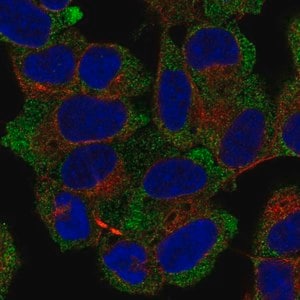 Merck Anti-NACA antibody produced in rabbit