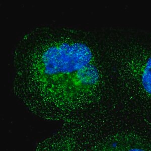 Merck Anti-SPPL3 antibody produced in rabbit