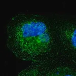 Merck Anti-SPPL3 antibody produced in rabbit