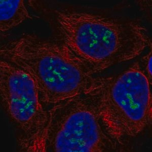 Merck Anti-RIOX1 antibody produced in rabbit