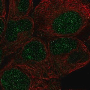 Merck Anti-ZNF429 antibody produced in rabbit