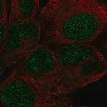 Merck Anti-ZNF429 antibody produced in rabbit