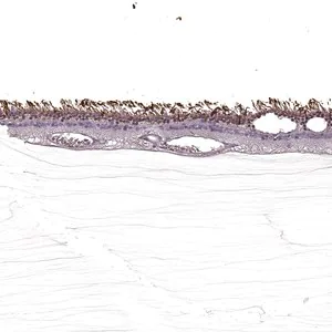 Merck Anti-SAG antibody produced in rabbit