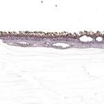 Merck Anti-SAG antibody produced in rabbit