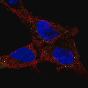 Merck Anti-GPR137C antibody produced in rabbit