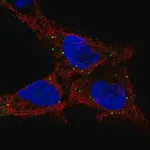 Merck Anti-GPR137C antibody produced in rabbit