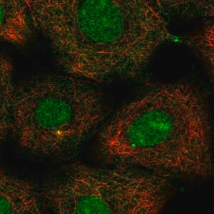 Merck Anti-KIF2A antibody produced in rabbit