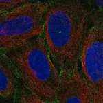 Merck Anti-MYO1C antibody produced in rabbit