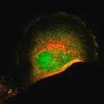 Merck Anti-FRMD8 antibody produced in rabbit