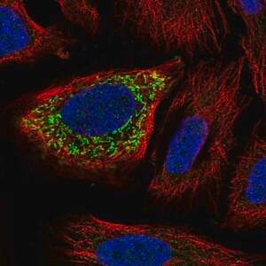 Merck Anti-ZNF230 antibody produced in rabbit
