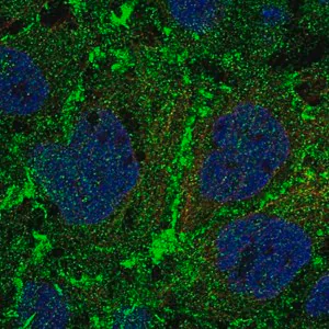 Merck Anti-PTPRM antibody produced in rabbit