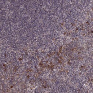 Merck Anti-USP15 antibody produced in rabbit