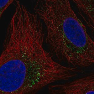 Merck Anti-HTRA2 antibody produced in rabbit