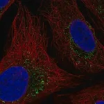 Merck Anti-HTRA2 antibody produced in rabbit