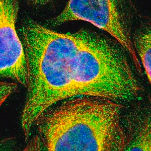 Merck Anti-CASP8 antibody produced in rabbit