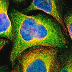 Merck Anti-CASP8 antibody produced in rabbit