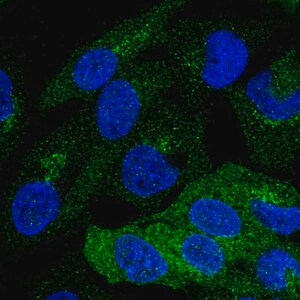 Merck Anti-PKLR antibody produced in rabbit