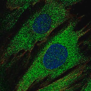 Merck Anti-PTPRN antibody produced in rabbit