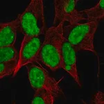 Merck Anti-NELFE antibody produced in rabbit