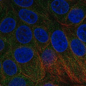Merck Anti-BNIP1 antibody produced in rabbit