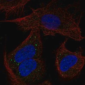 Merck Anti-PCDHB14 antibody produced in rabbit