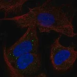 Merck Anti-PCDHB14 antibody produced in rabbit