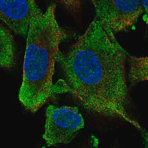 Merck Anti-HECW1 antibody produced in rabbit
