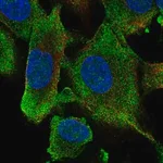 Merck Anti-HECW1 antibody produced in rabbit