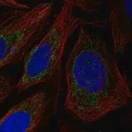 Merck Anti-POLDIP2 antibody produced in rabbit