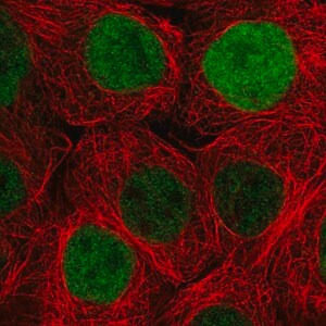 Merck Anti-DUSP18 antibody produced in rabbit